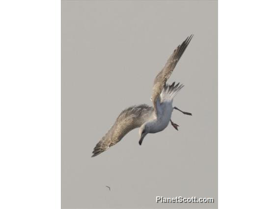 European Herring Gull (Larus argentatus)