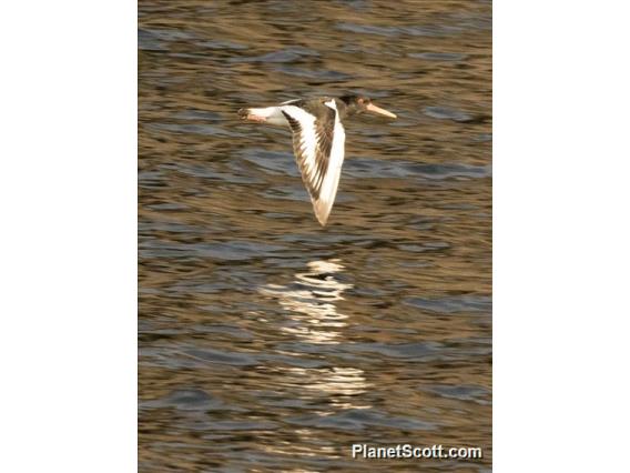 Eurasian Oystercatcher (Haematopus ostralegus)