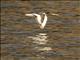 Eurasian Oystercatcher (Haematopus ostralegus)