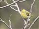 Eurasian Siskin (Spinus spinus)