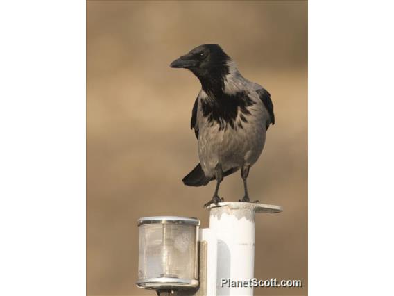 Hooded Crow (Corvus cornix)