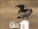 Hooded Crow (Corvus cornix)