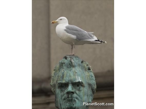 European Herring Gull (Larus argentatus)