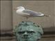 European Herring Gull (Larus argentatus)