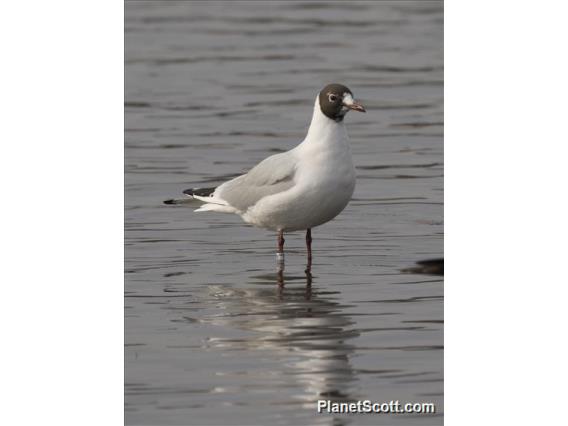 Black-headed Gull (Chroicocephalus ridibundus)