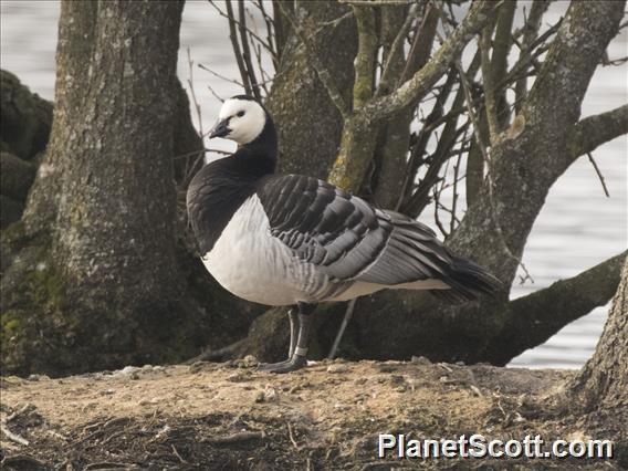 Barnacle Goose (Branta leucopsis)