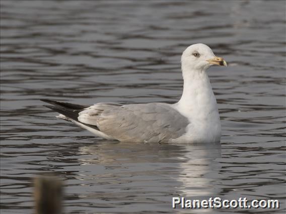 European Herring Gull (Larus argentatus) 4th year