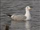 European Herring Gull (Larus argentatus) 4th year