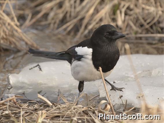 Eurasian Magpie (Pica pica)