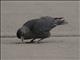 Eurasian Jackdaw (Corvus monedula) - Oslo Airport