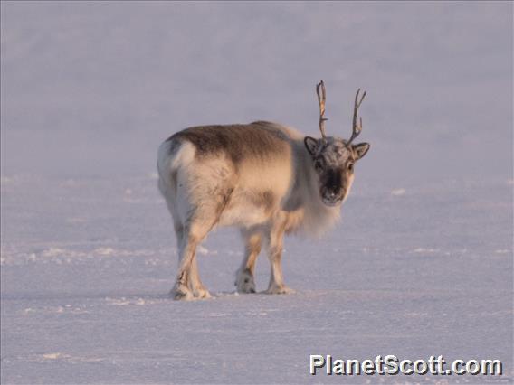 Caribou (Rangifer tarandus)