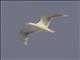 Glaucous Gull (Larus hyperboreus)