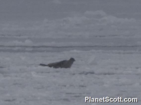 Harp Seal (Pagophilus groenlandica)