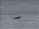 Harp Seal (Pagophilus groenlandicus)