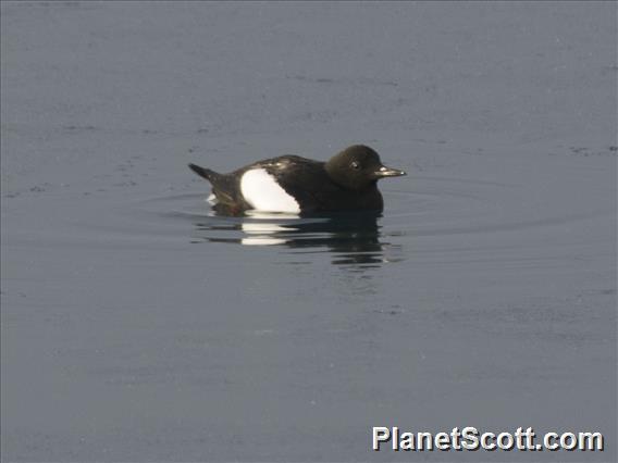 Black Guillemot (Cepphus grylle)