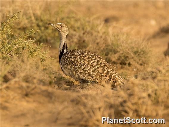 Houbara Bustard (Chlamydotis undulata)