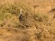 African Houbara (Chlamydotis undulata)