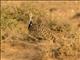 Houbara Bustard (Chlamydotis undulata)