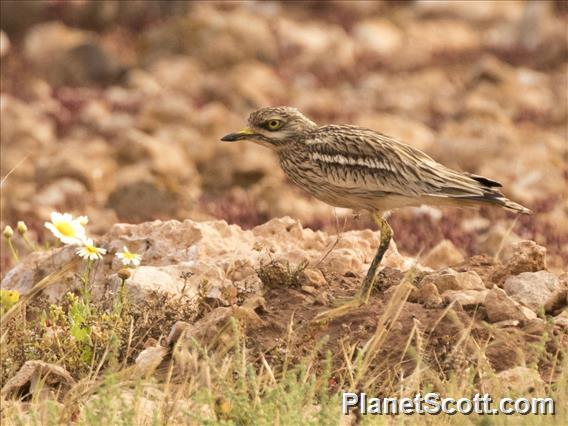 Eurasian Thick-knee (Burhinus oedicnemus)