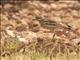 Eurasian Thick-knee (Burhinus oedicnemus)