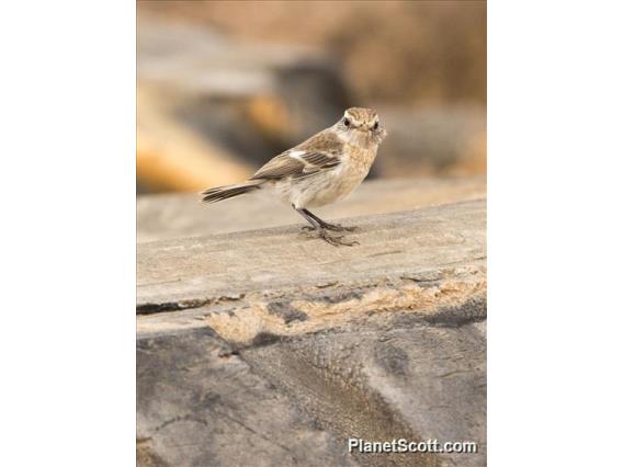 Fuerteventura Stonechat (Saxicola dacotiae)