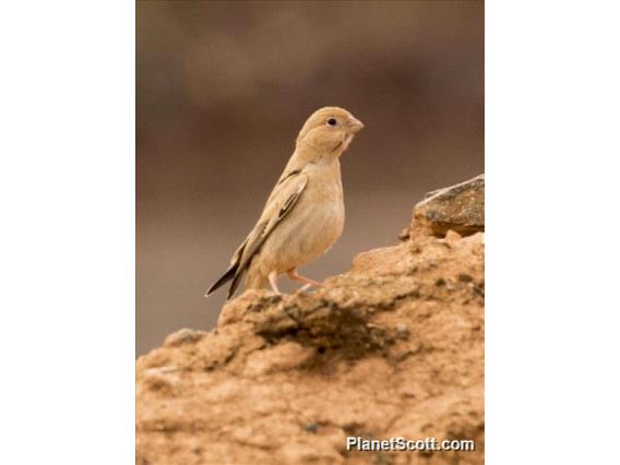 Trumpeter Finch (Bucanetes githagineus)