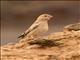 Trumpeter Finch (Bucanetes githagineus)