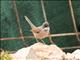 Spectacled Warbler (Sylvia conspicillata) - Male