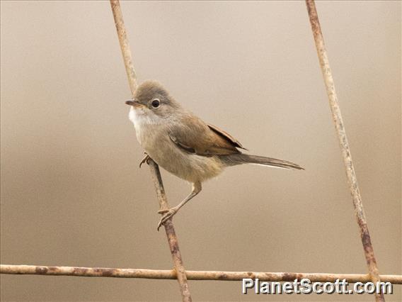 Spectacled Warbler (Curruca conspicillata)