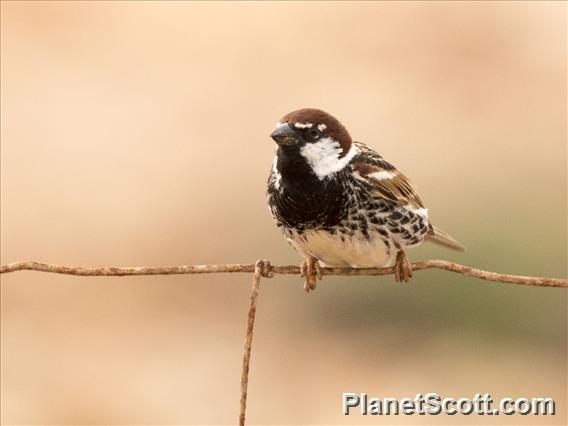 Spanish Sparrow (Passer hispaniolensis)