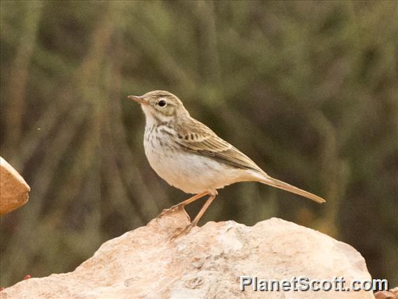 Berthelot's Pipit (Anthus berthelotii)