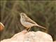 Berthelots Pipit (Anthus berthelotii)