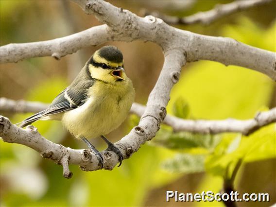 African Blue Tit (Cyanistes teneriffae)