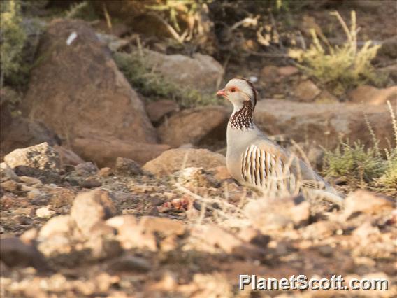 Barbary Partridge (Alectoris barbara)