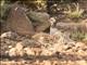 Barbary Partridge (Alectoris barbara)