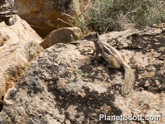 Barbary Ground Squirrel (Atlantoxerus getulus)