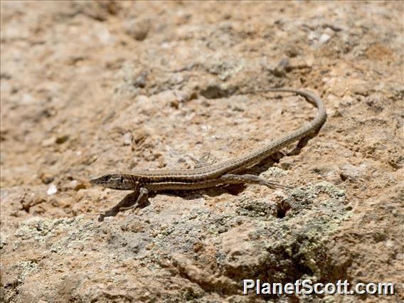 Haria Lizard (Gallotia atlantica)