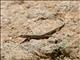 Haria Lizard (Gallotia atlantica)