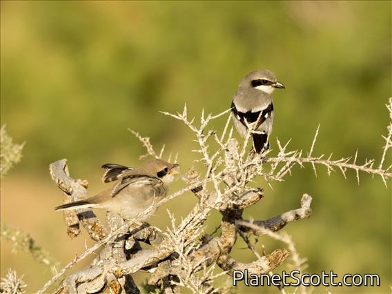 Iberian Gray Shrike (Lanius meridionalis)