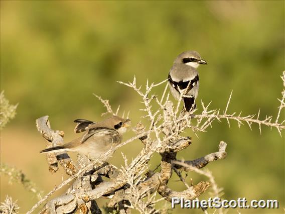 Southern Gray Shrike (Lanius meridionalis)