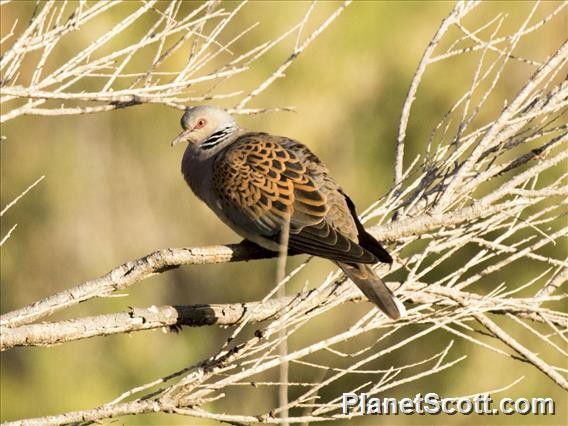 European Turtle-Dove (Streptopelia turtur)