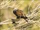 European Turtle-Dove (Streptopelia turtur)