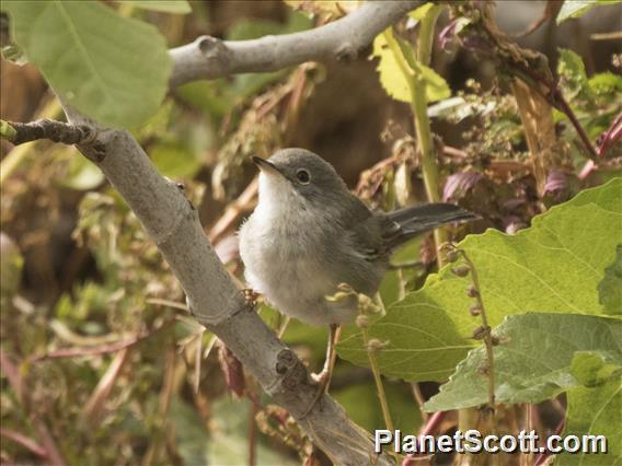 Sardinian Warbler (Curruca melanocephala)