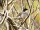 Sardinian Warbler (Sylvia melanocephala) - Male