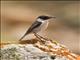 Fuerteventura Stonechat (Saxicola dacotiae) - Male