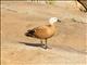 Ruddy Shelduck (Tadorna ferruginea)