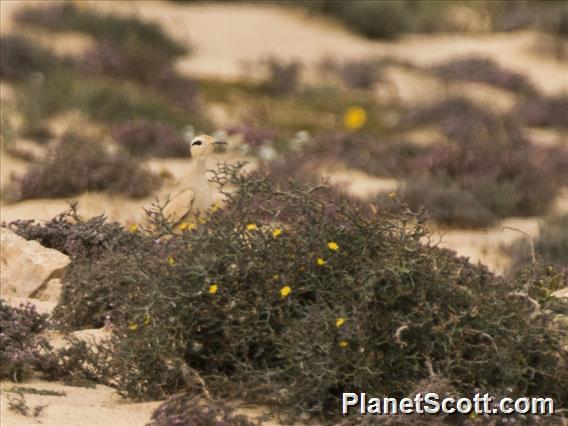 Cream-colored Courser (Cursorius cursor)