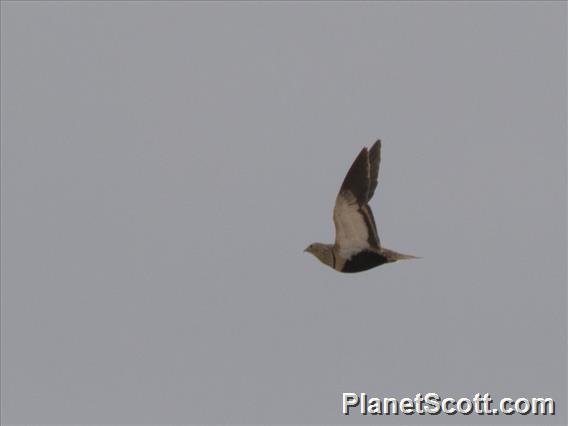 Black-bellied Sandgrouse (Pterocles orientalis)