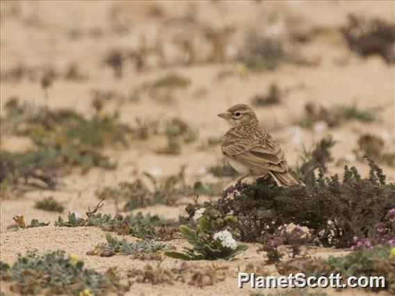 Mediterranean Short-toed Lark (Alaudala rufescens)