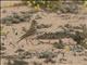 Mediterranean Short-toed Lark (Alaudala rufescens)